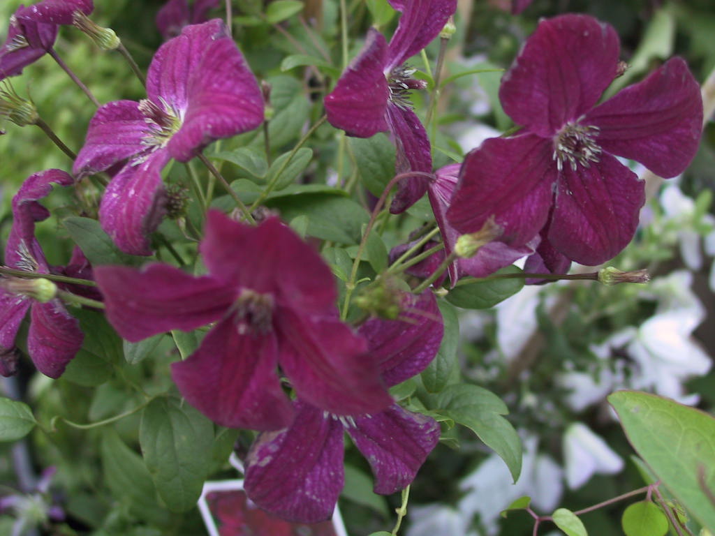 Clematis viticella Royal Velours.jpg